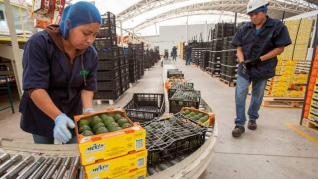 México y China amplían y refuerzan el comercio agroalimentario bilateral