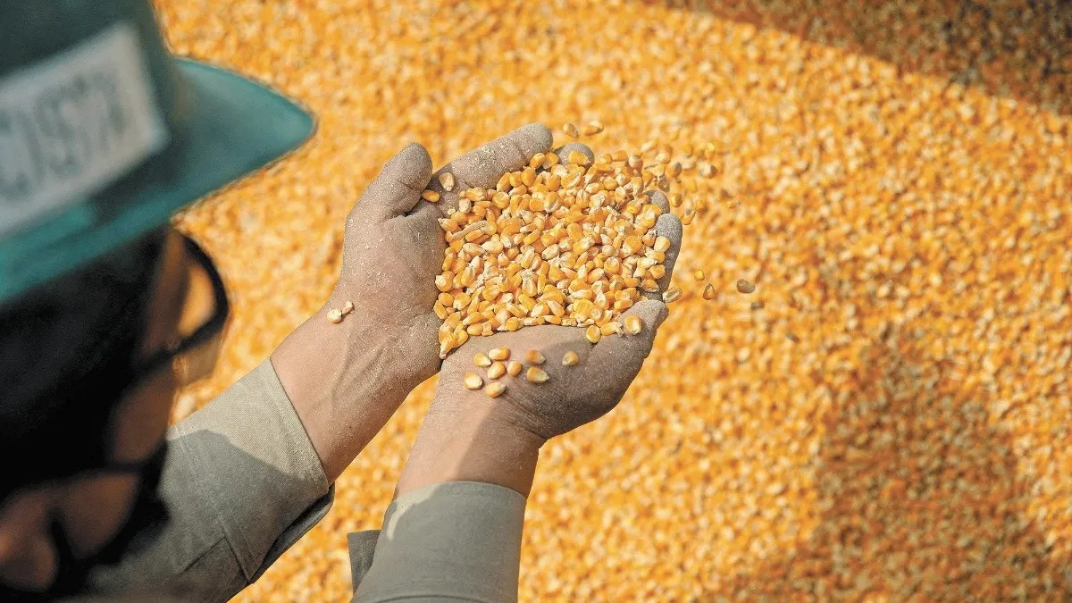 México tiene gran riesgo de perder caso de maíz transgénico: ICC