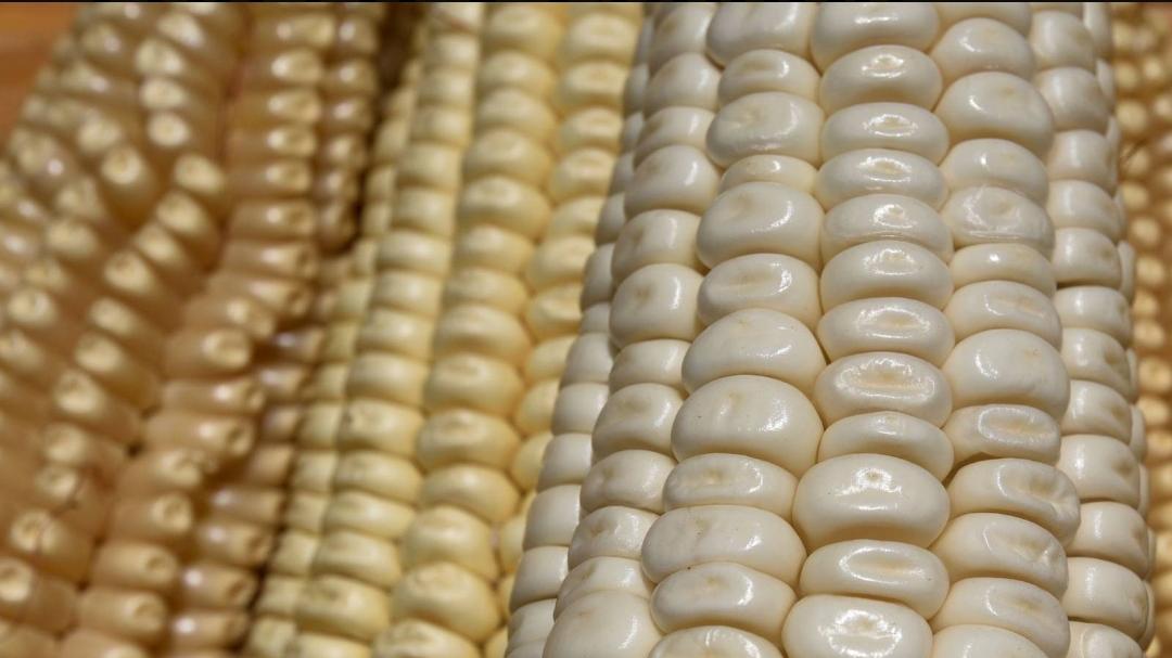 México impone arancel a la importación de maíz blanco, en medio de consultas con EU y Canadá