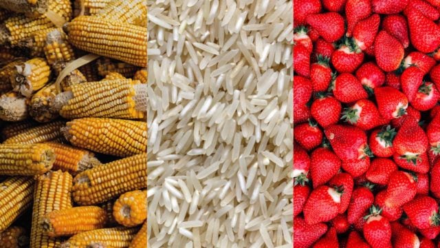 México exporta alimentos a 15 países de África