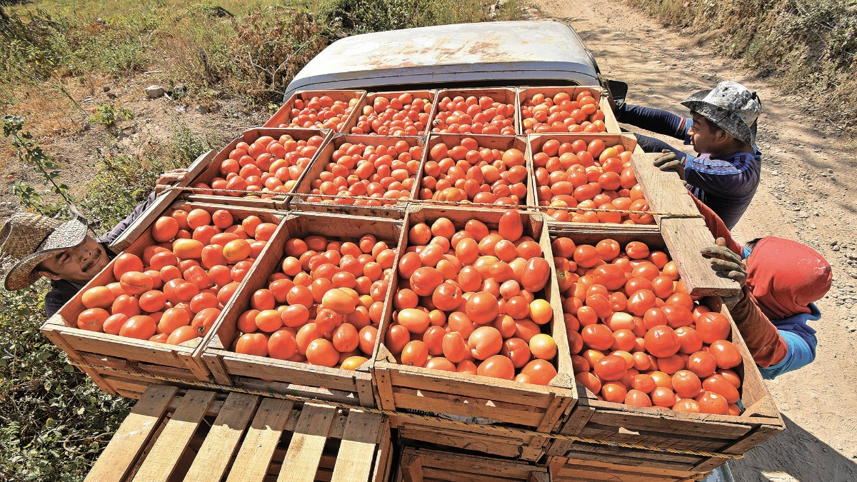 México encabeza exportaciones de tomates en el mundo